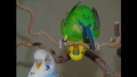Funny Parrots Dancing Compilation 2021