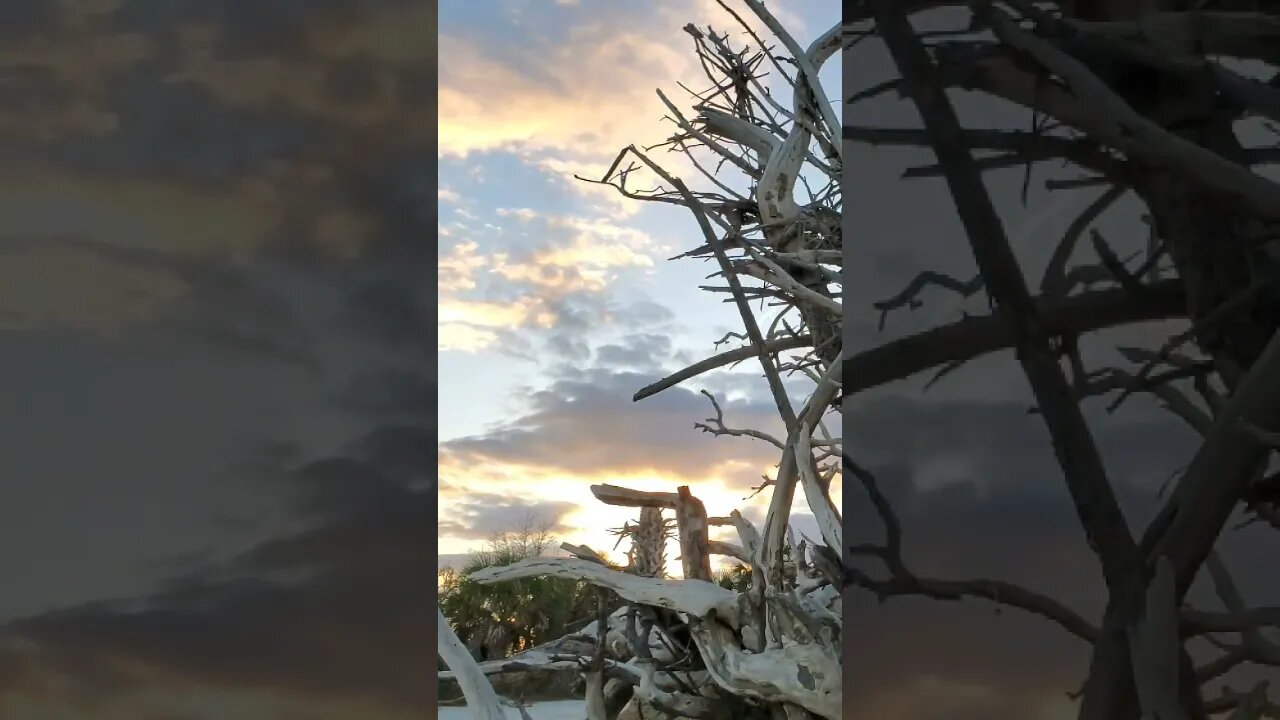 🏝️ Late Afternoon on Driftwood Beach 🏝️ 10 #shorts