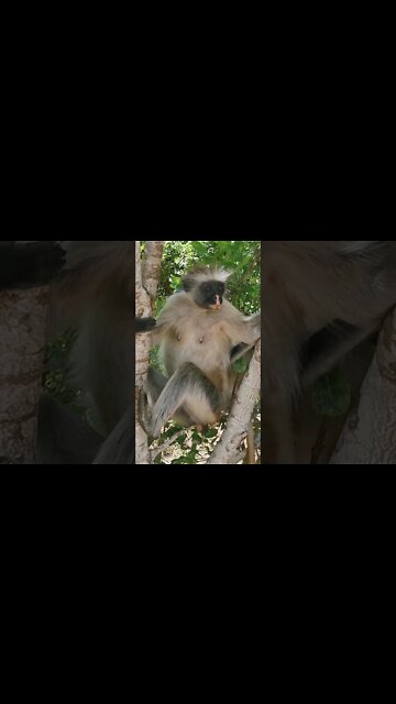 Zanzibar Wildlife Sightings Last Week (December 2022) - Dolphins, Turtles, etc #shorts