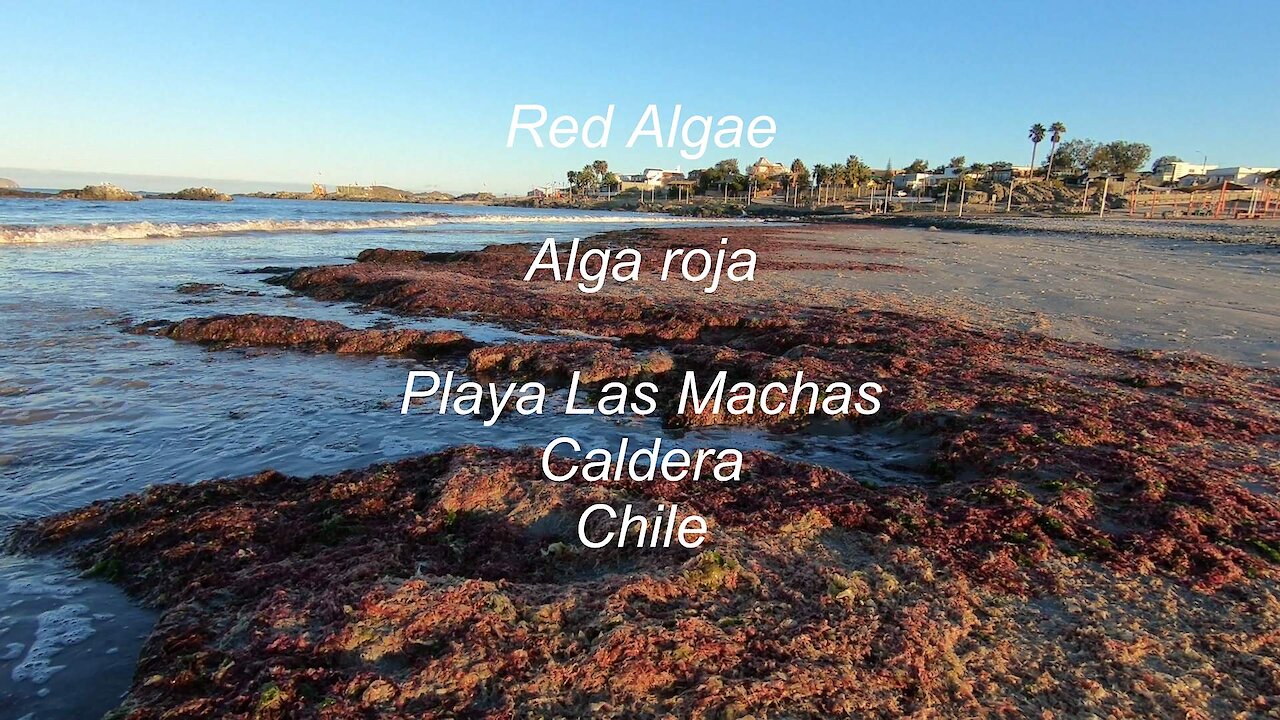 Alga roja..Red Algae en Playa Las Machas, Caldera, Chile