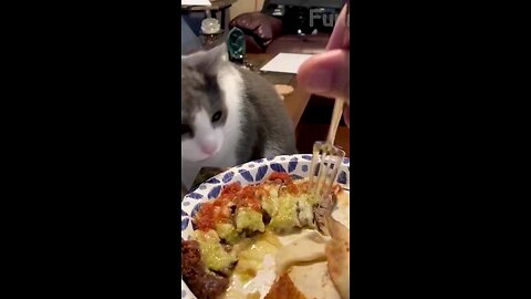 the _cat_refused_to_eat_ tha _food_made_mistake_🤣🤣🤣🤣