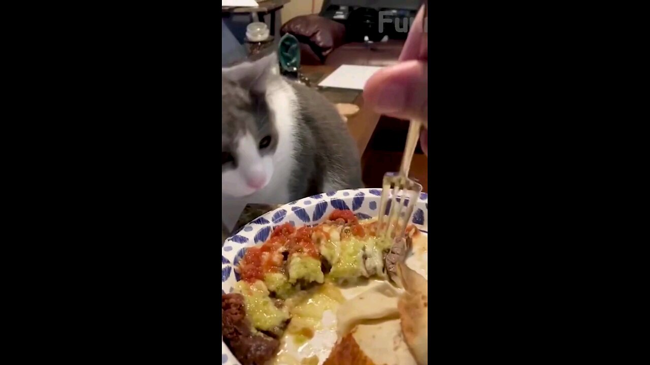 the _cat_refused_to_eat_ tha _food_made_mistake_🤣🤣🤣🤣