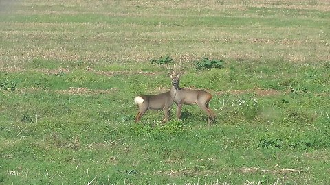 Wild goat in the field near the village