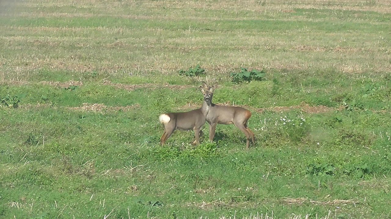 Wild goat in the field near the village