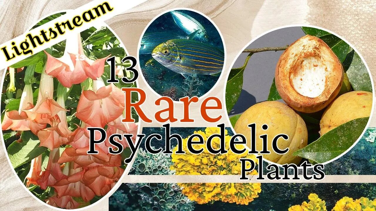 Psychedcelic and Medicinal Plant AMA and Ayahuasca Retreat Update