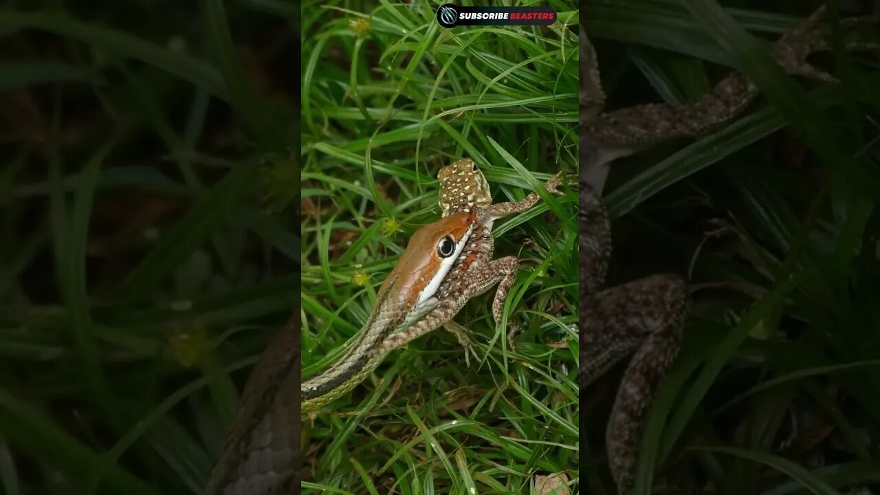 snake hunts lizards