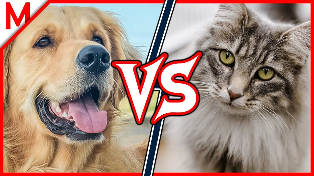 funny dog and cat #1