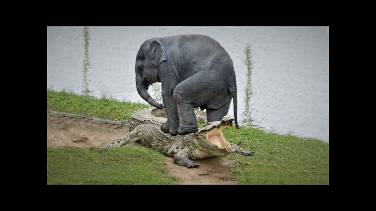 Animals fight! Amazing Elephant Save Baby Elephant From Crocodile Hunting