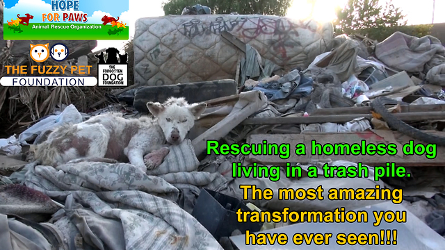 A homeless dog living in a trash pile gets rescued, and then does something amazing! Please share.