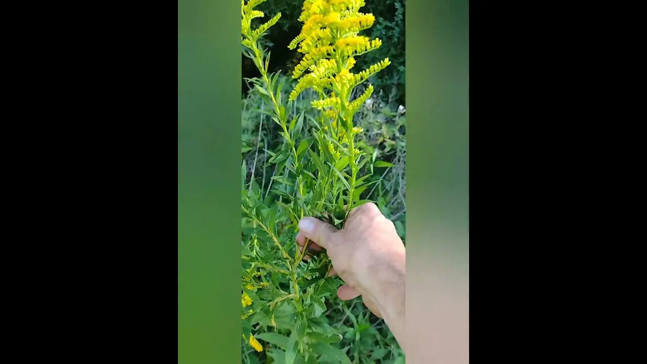 Goldenrod For Kidney Stones? Yes, of course! #gardening #natureheals