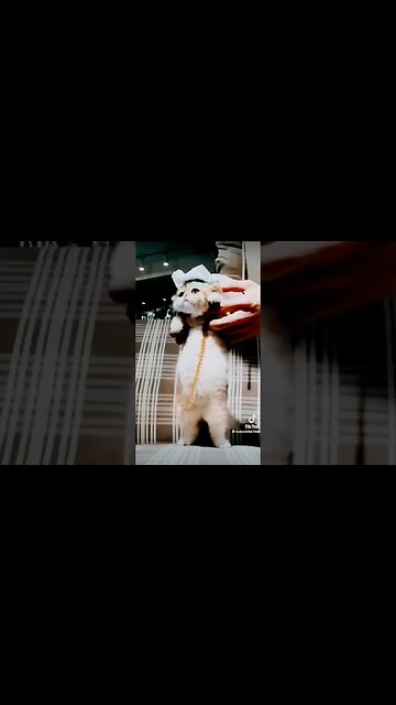 Cute Cat Videos 😍❤️😍