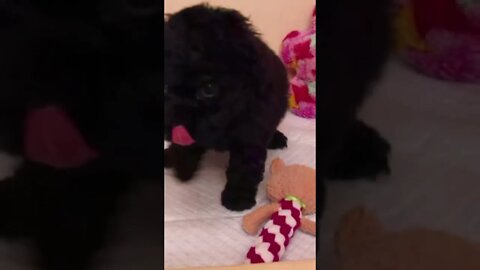 Funniest Cat and Dog Videos Compilation #100 #shorts