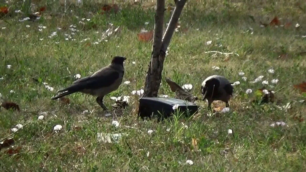 Intelligent Crows Try to See what's inside a Box