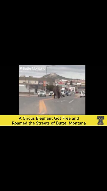 A Circus Elephant Got Free and Roamed the Streets of Butte, Montana