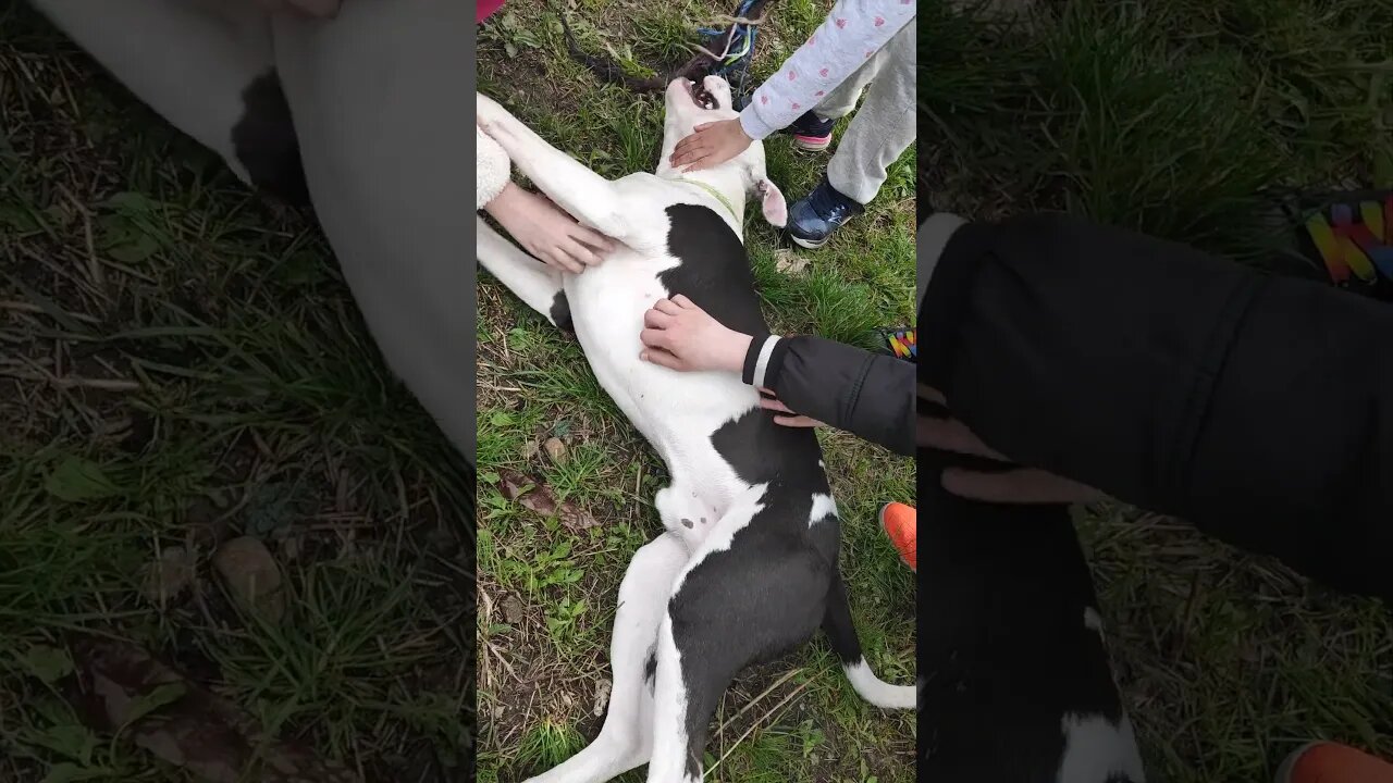 With children at play #shortvideo #amstaff #children
