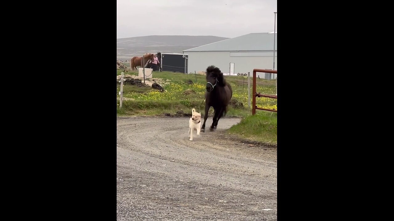 The dog has such a big smile on his faceðŸ˜
