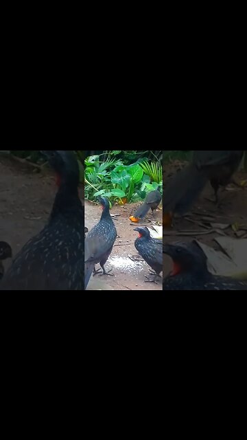 Jacu e seus filhotes em busca de comida