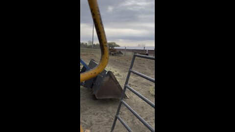 skid steer vs buffalo