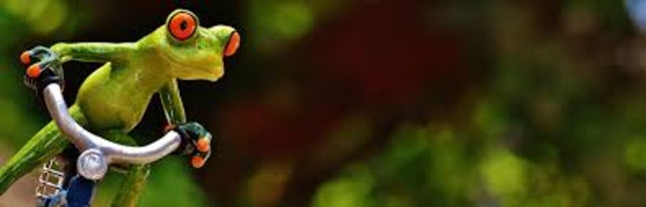 Try not to laugh with these funny animals!