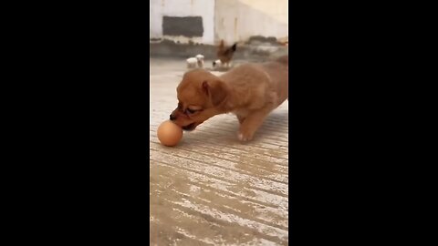 dog play egg chicken video