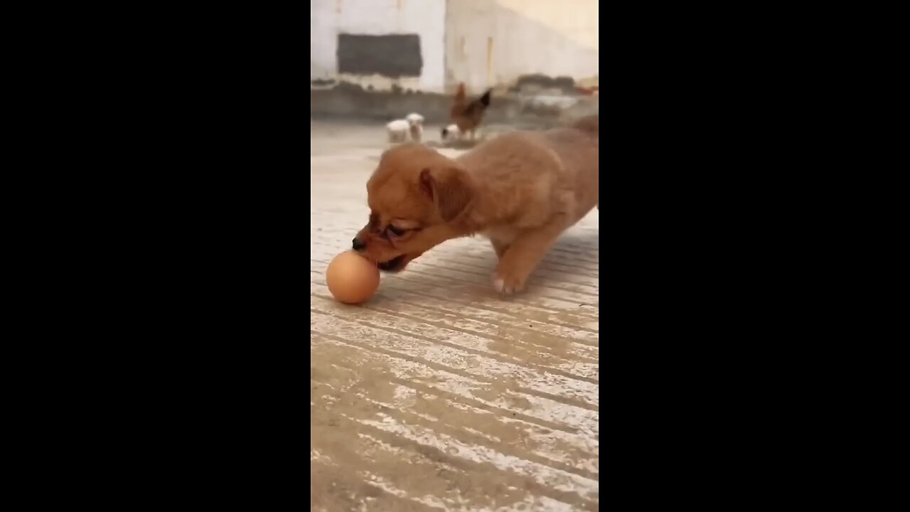 dog play egg chicken video