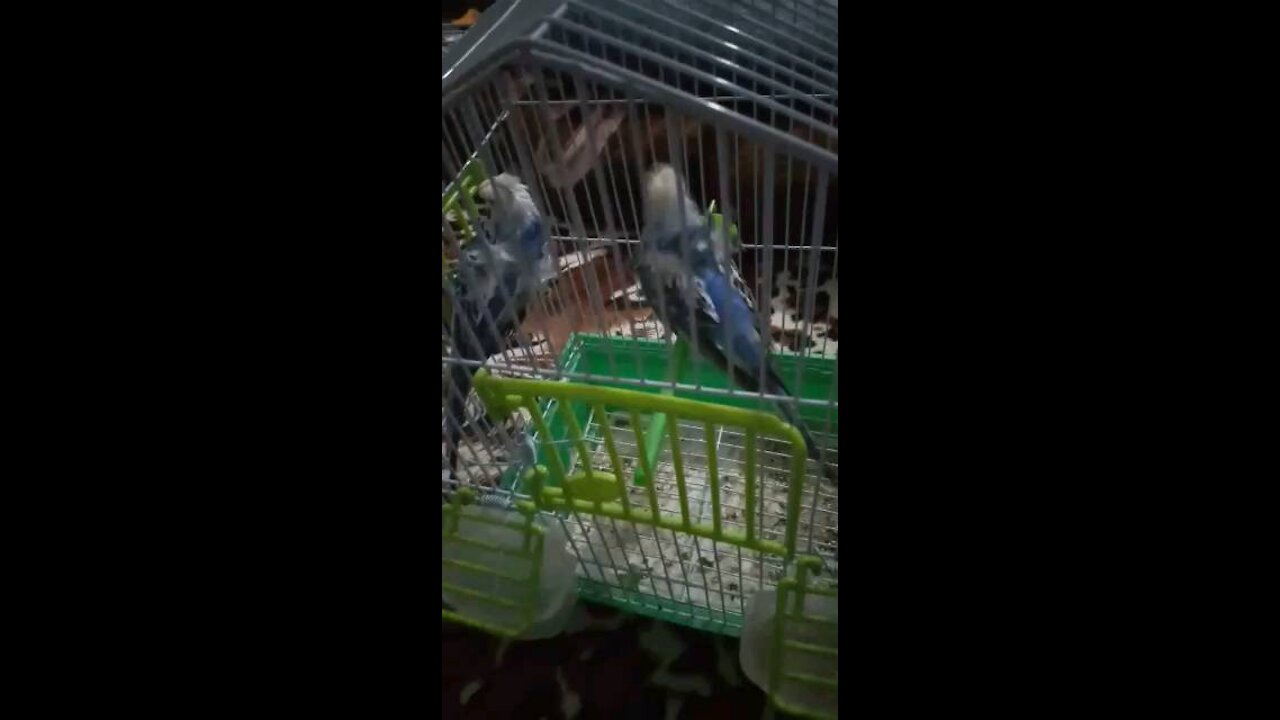 Beautiful and funny birds