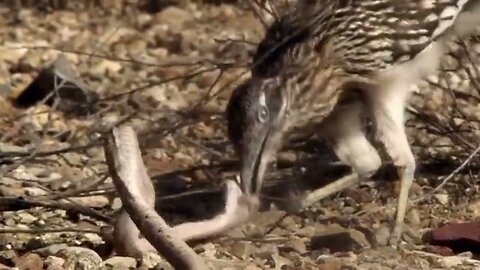 Do Roadrunners eat other animals?