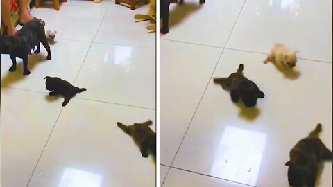 Tiny Puppies Drag Themselves across the Floor