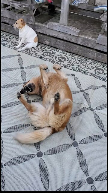 Desperate doggy throws temper tantrum to get pup to play