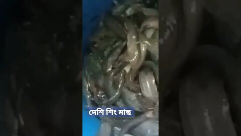 দেশি শিং মাছ চিনার উপায়