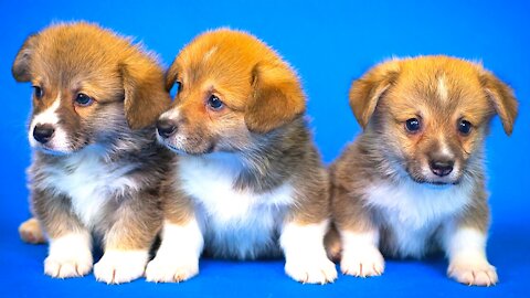 Sound of Puppy - Puppy crying - Puppies