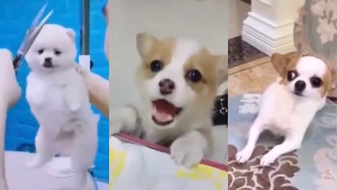 Funny Cute Puppies and laughter.