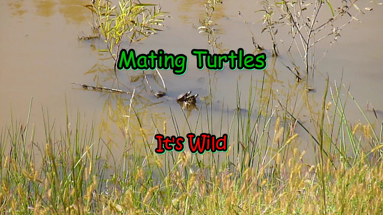 Mating Turtles – It’s Wild