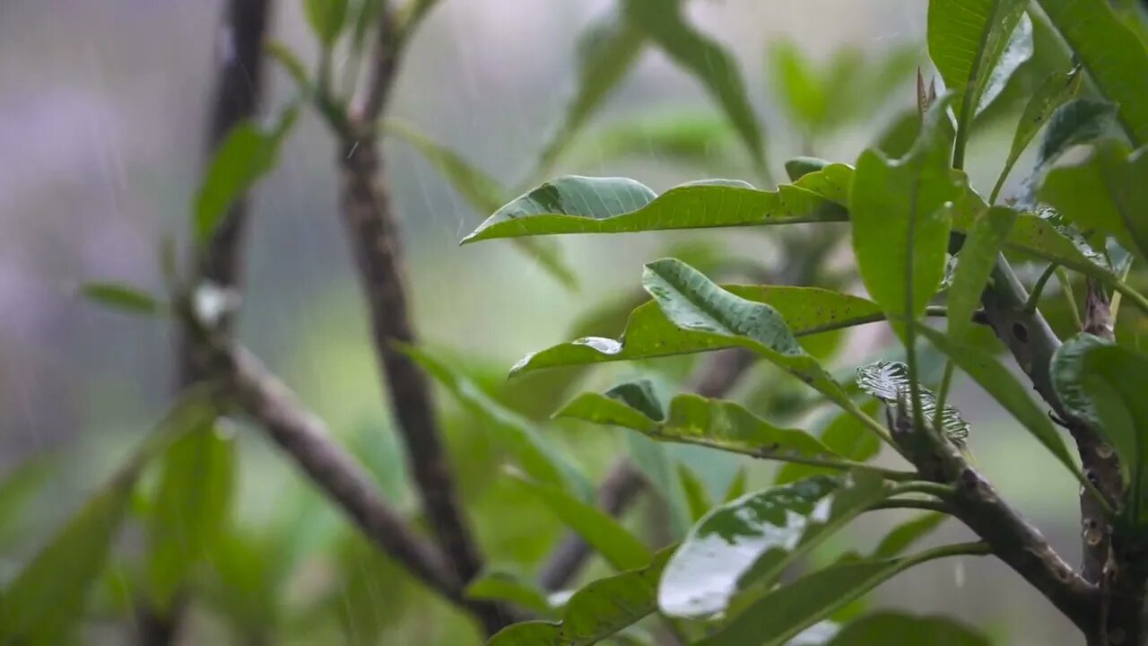 Long Shot of Rain on Leaves