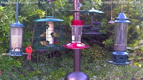 Key Largo - Seven Painted Buntings