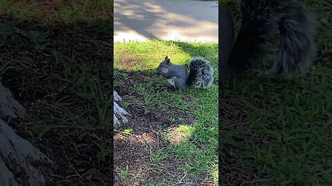 A Grey Squirrel In The Park