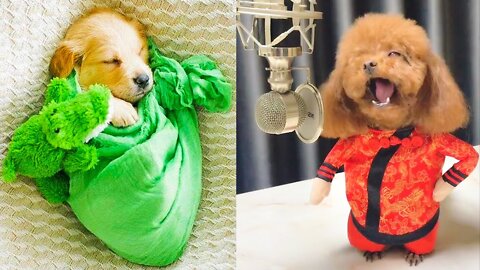 Cute and Funny Dogs Compilation