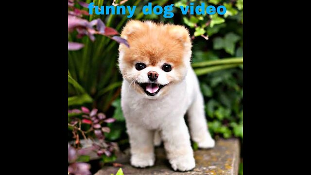 Dog funny video