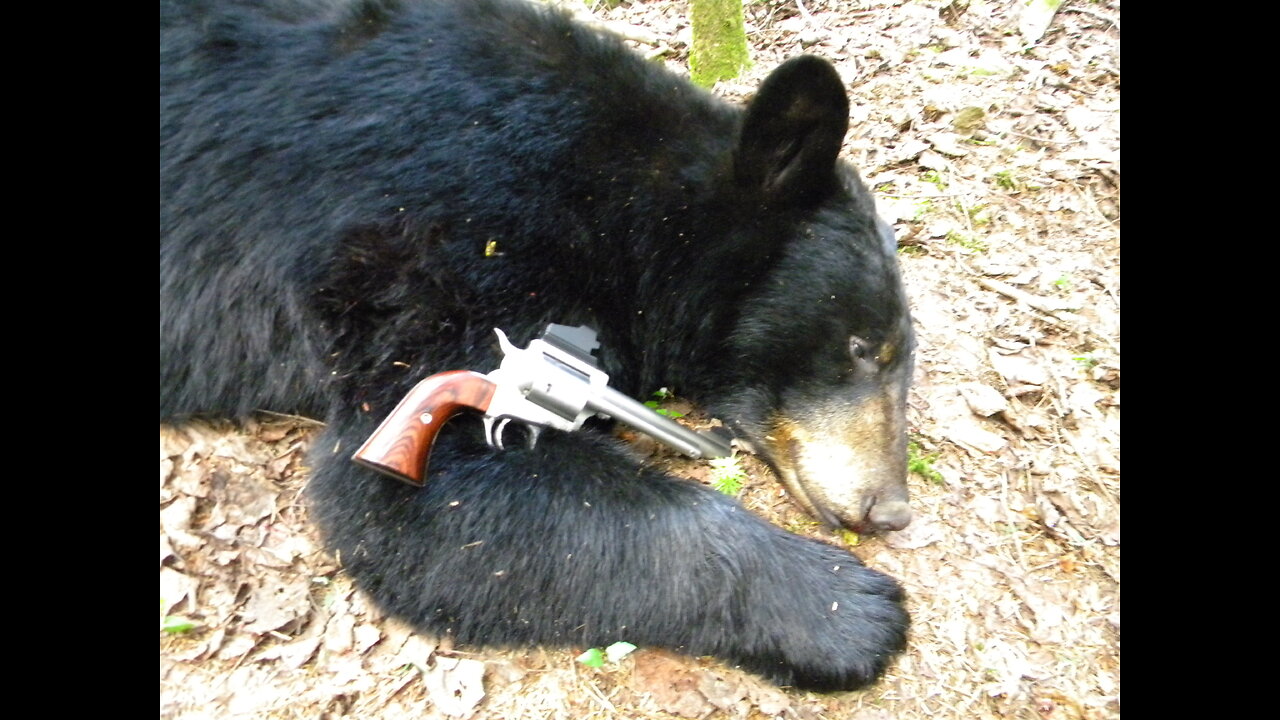 HANDGUN HUNTING - Handgun Hunting Black Bear In Maine