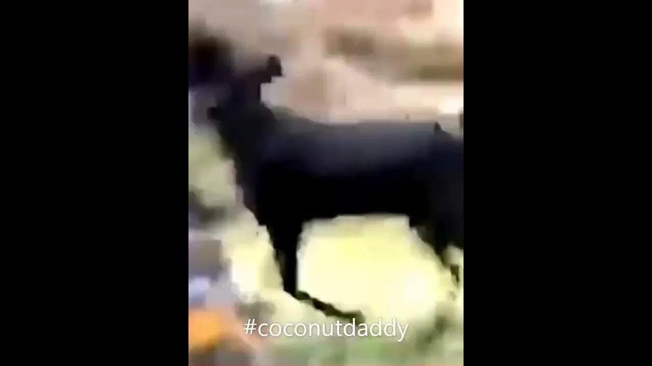 Goat Steals Government Documents In India #shorts