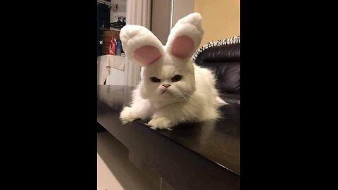 Funny cute cat videos to bright your day with lots of laughs