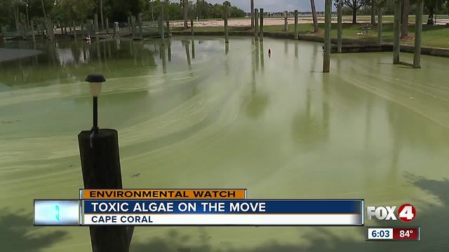 Algae cleanup: what can be done