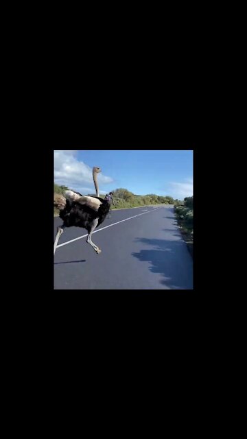 Ostrich Loves To Run with cyclists