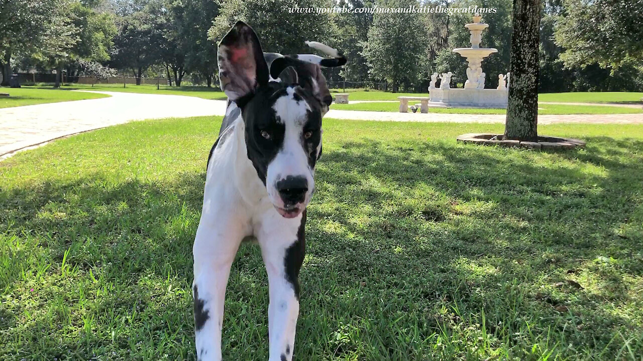 What It Looks Like When A Happy Great Dane Runs Towards You