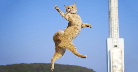 Cats Are Always FUN And Makes You Laugh ! PART3
