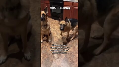 This dog understood the assignment 😂