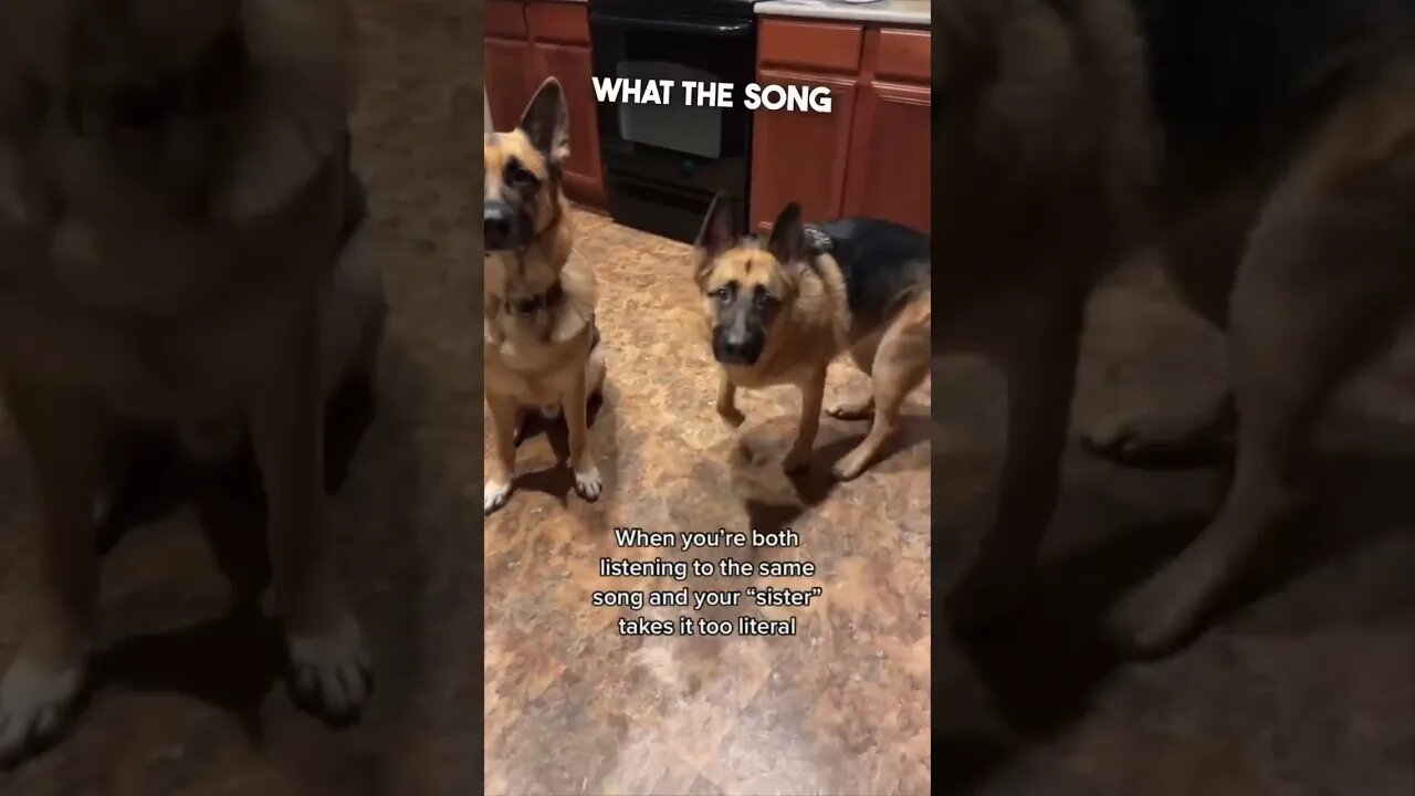This dog understood the assignment 😂