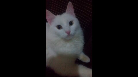 The splendor of cats