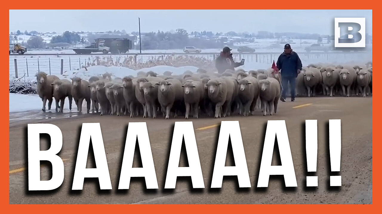 March of the Sheeps! Hundreds of Sheep Flocked Through Idaho Town per Tradition