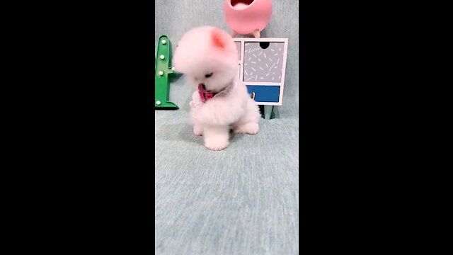 Funny little Cute Dog #viral_video 😂🔥😹 🤣Funny Dog Videos 2021🤣 🐶 #shorts ⭐⭐Star Pets⭐⭐